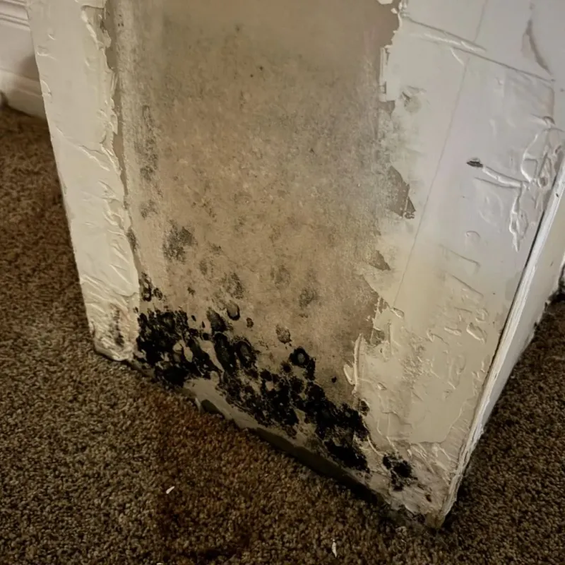 Professional Mold Removal in Batesville, MS